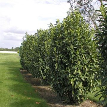 prunus. Laur. Genolia