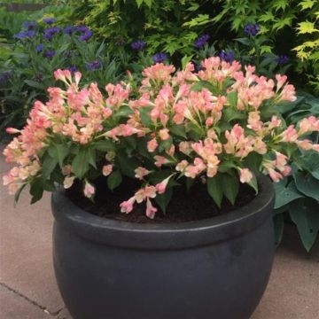 weigela all summer peach_1 768x1024