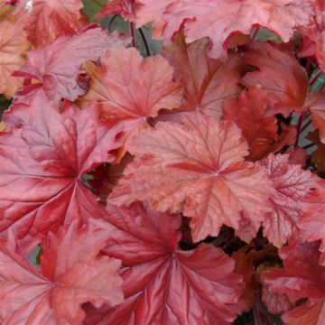 Heuchera Bloody Dinosaur 845x684