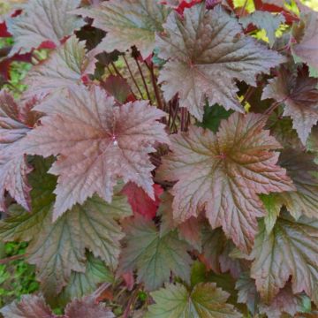 Heuchera Copper Dinosaur 845x684