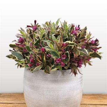 Weigela Monet (1)
