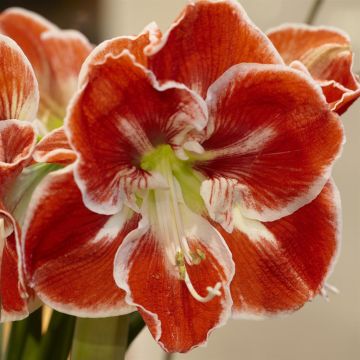 Hippeastrum Samba