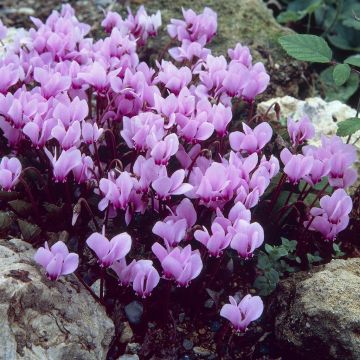 Cyclamen hederifolium