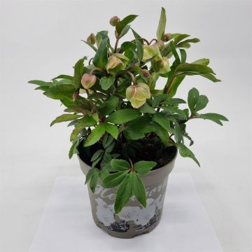 Helleborus winterbells