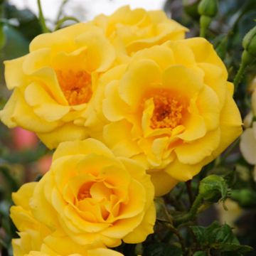 K80553   Rosa Spring Queen