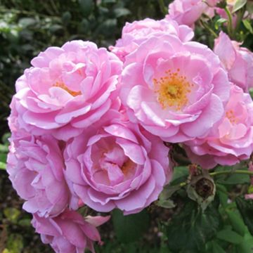 K80770   Rosa Lavender Queen 4