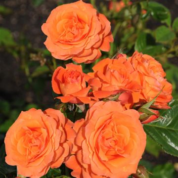 K81015   Rosa Orange Queen