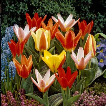 Tulipa kaufmanniana Mixed