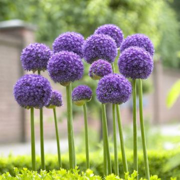 Allium aflatunense Gladiator
