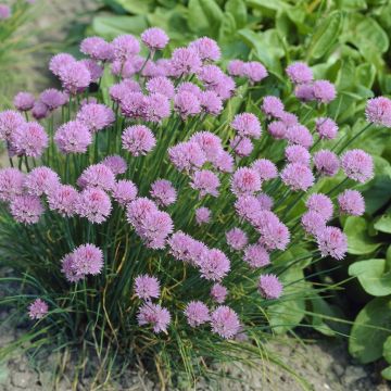 Allium schoenoprasum