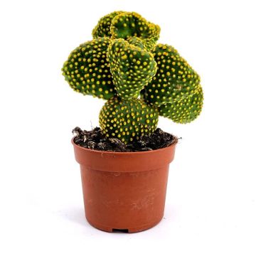 Opuntia Cristata 10