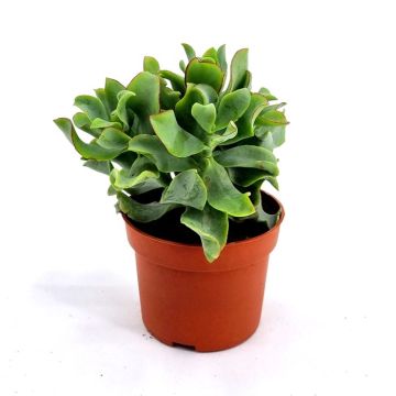 Crasula arborescens  10