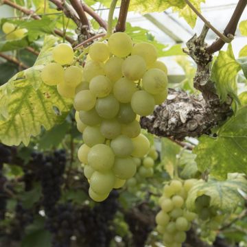 Vitis Frankenthaler White