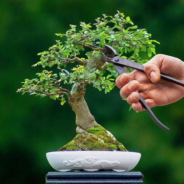 GT298 Bonsai concaaftang