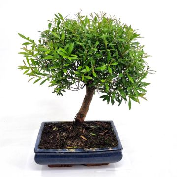 Bonsai Suzygium Broom 25 cm