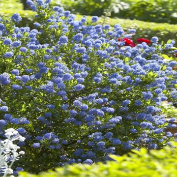 Ceanothus Blue