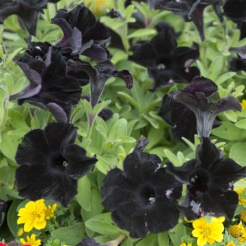 Petunia Black Ray