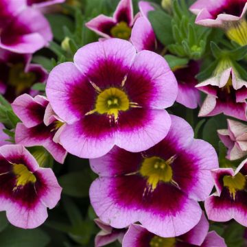 Calibrachoa Pink with Red Heart v2