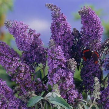 Buddleja Lochinch