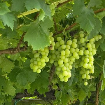 elbo36898 (voor Vitis Exelsior wit)
