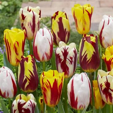 Tulip Rembrandt Mixed triumph