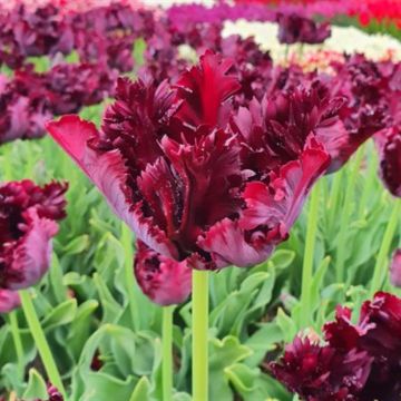 Tulip Black Parrot