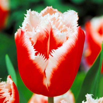 Tulip Canasta Fringed