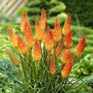 Kniphofia Alcazar