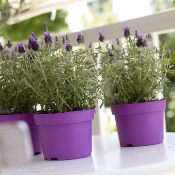 Lavandula stoechas little bee purple