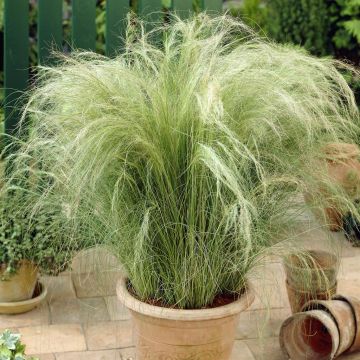 Stpa tenuissima Ponytails v2