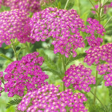 Achillea millefolium lilac beauty