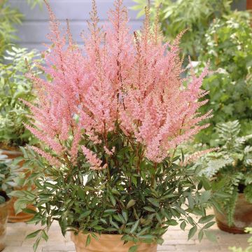 Astilbe arendsii Erica