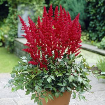 Astilbe arensii Fanal