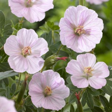 Geranium sanguineum Apfelblute
