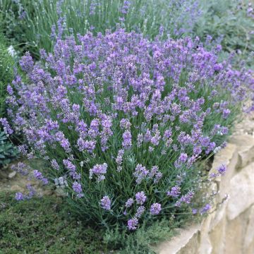 Lavandula angustifolia dwarf blue