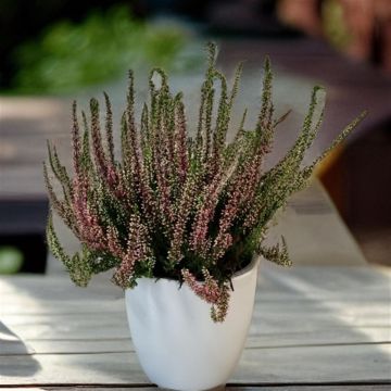 Calluna Mix 2