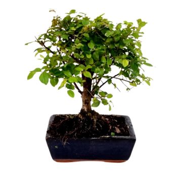 bonsai Sageretia ball 15 cm