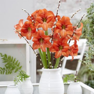 Amaryllis Orange Queen