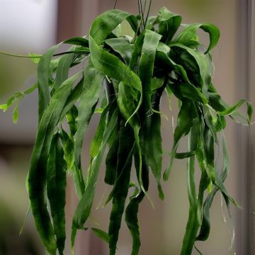 Epiphyllum Orchid Cacti
