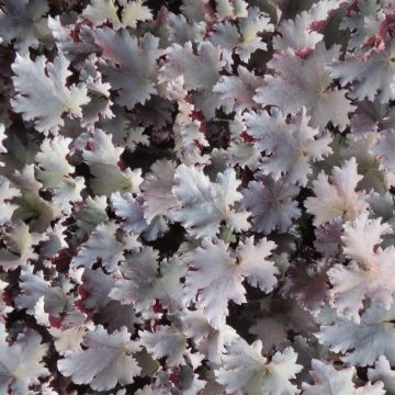 Heuchera Binoche