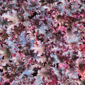 Heuchera Black Tafetta