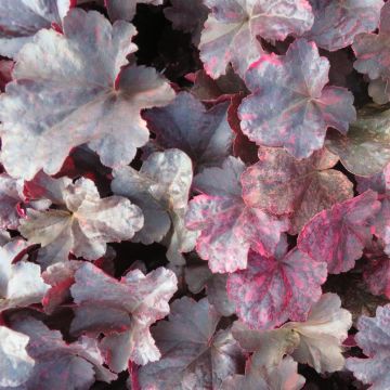 Heuchera Midnight Rose