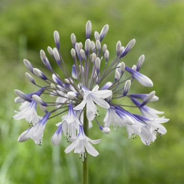 Agapanthus Twister