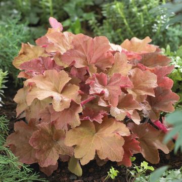 Heuchera Caramel