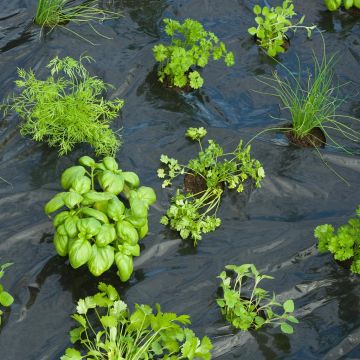 kweekfolie tuinkruiden met gaten