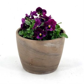 Viola Cornuta Purple 9 cm