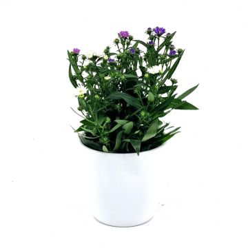Aster starlight mix