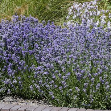 Lavandula Angustifolia Als ( Cleo Patio )