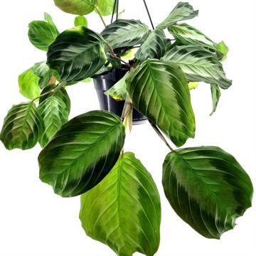 Maranta Leuconeura Silver Band