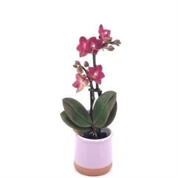 Phalaenopsis mini Rood